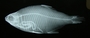 Cheirodon ibicuhiensis 38 mmSL FMNH 98573 xray